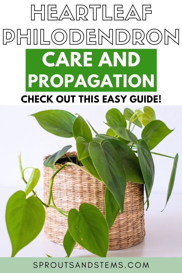 Heartleaf Philodendron Care and Propagation - Sprouts and Stems