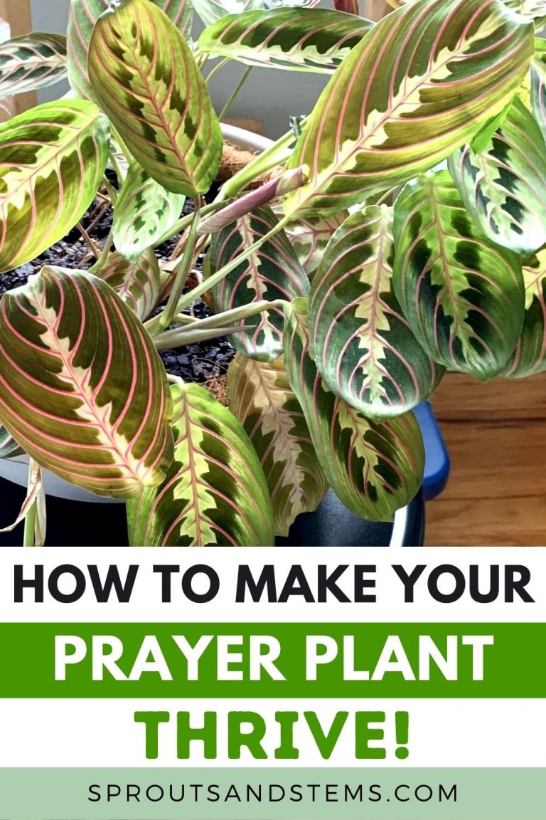 Prayer Plant Care, Propagation, and More | Sprouts and Stems