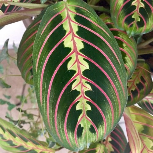prayer plant leaf
