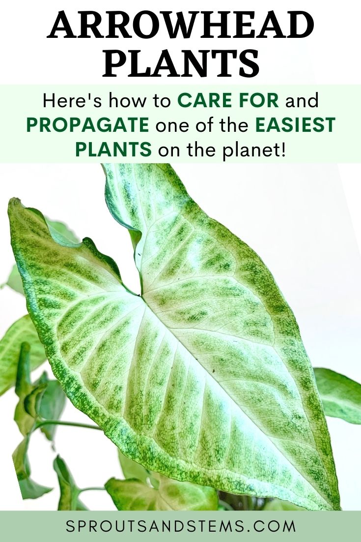 Arrowhead Plant Care and Propagation Sprouts and Stems