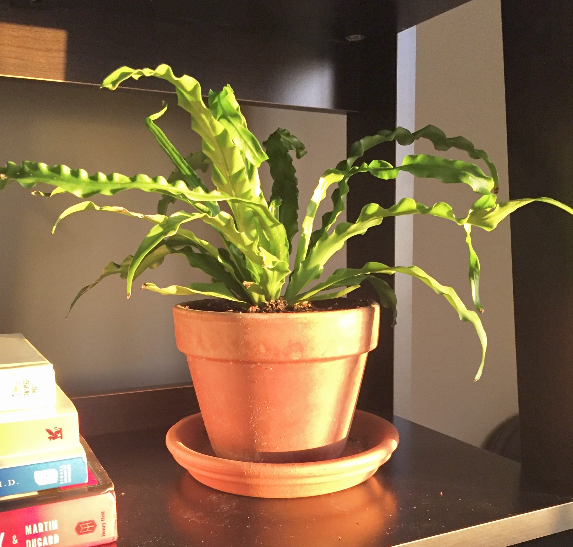 How to Care for and Propagate a Bird's Nest Fern Sprouts and Stems