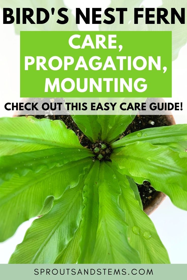 How to Care for and Propagate a Bird's Nest Fern Sprouts and Stems