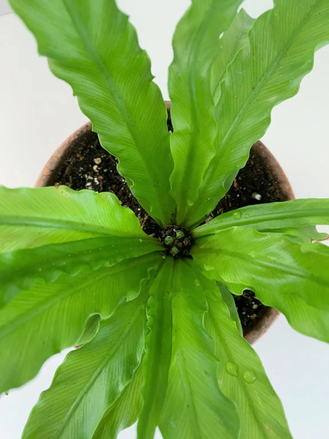 How To Care For And Propagate A Birds Nest Fern Sprouts And Stems 