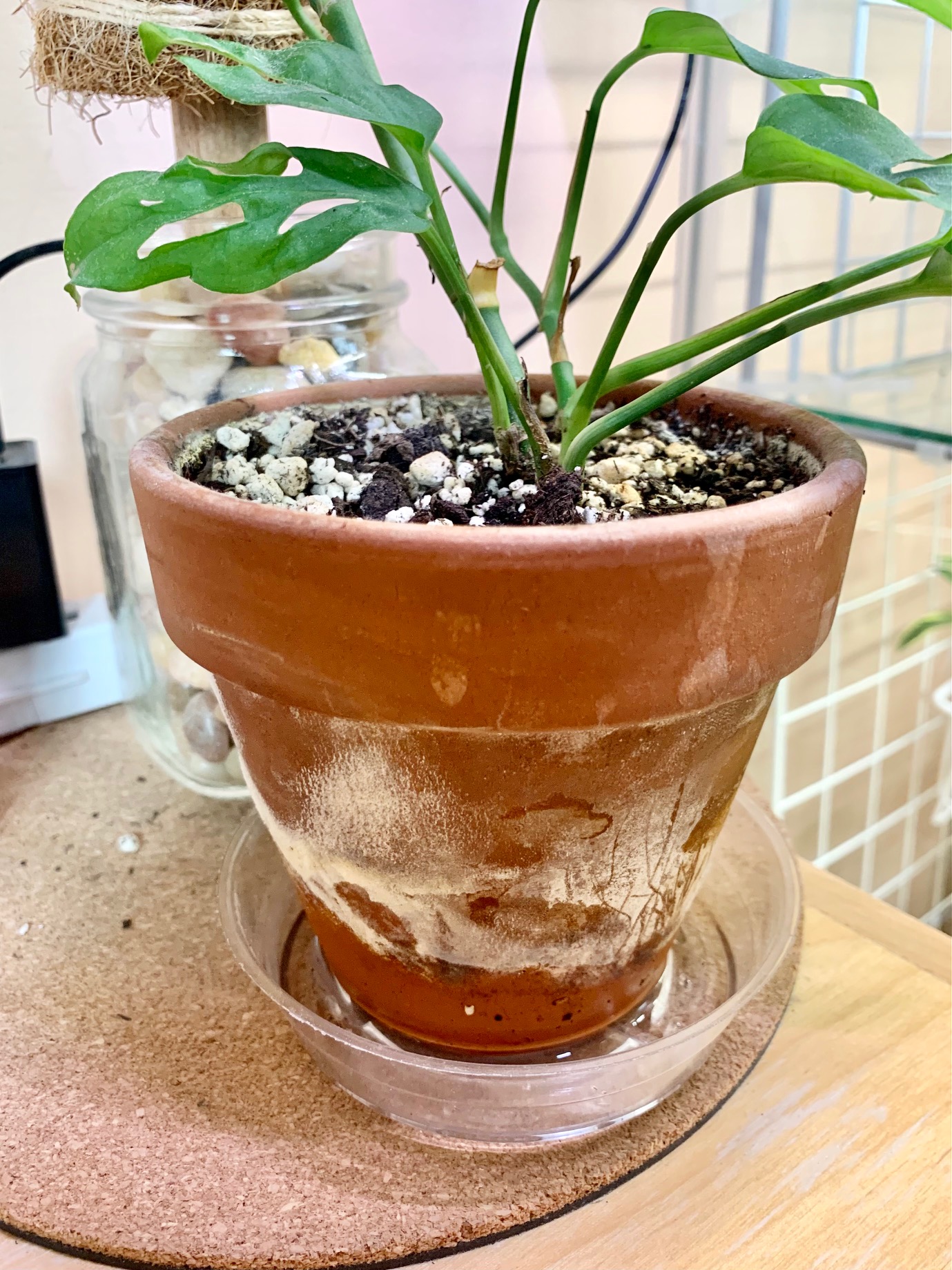 Bottom Watering Plants: Why and How! | Sprouts and Stems