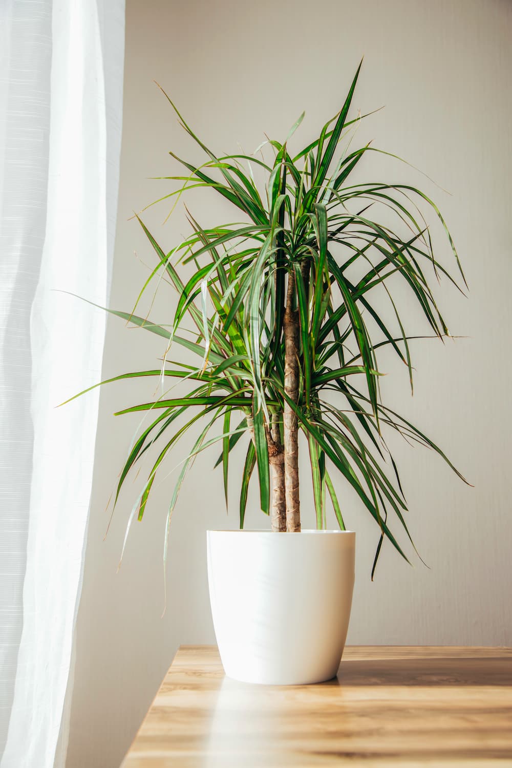 How to Care for and Propagate Dracaena Marginata | Sprouts and Stems