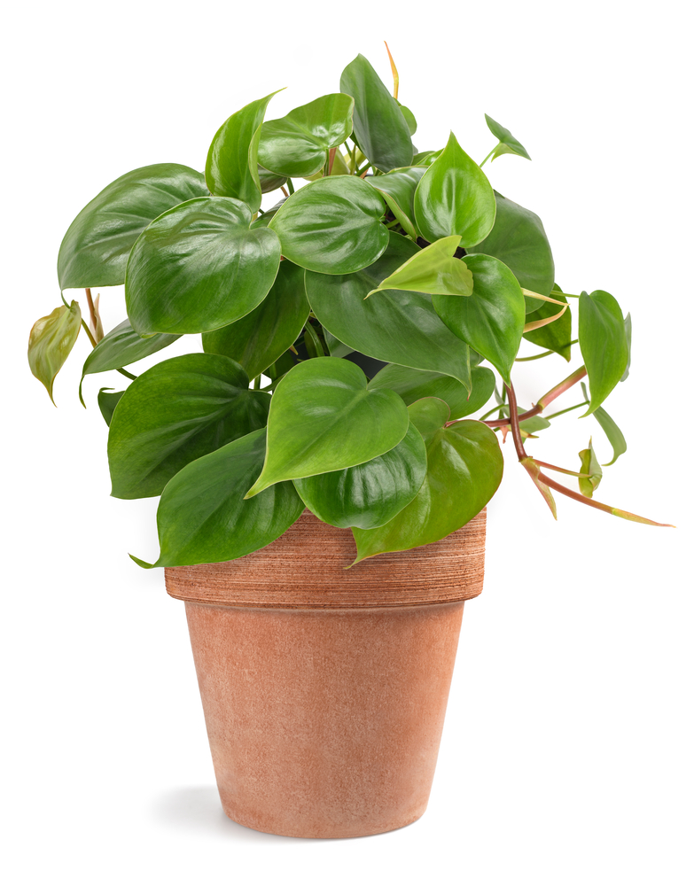 heartleaf philodendron plant in a pot