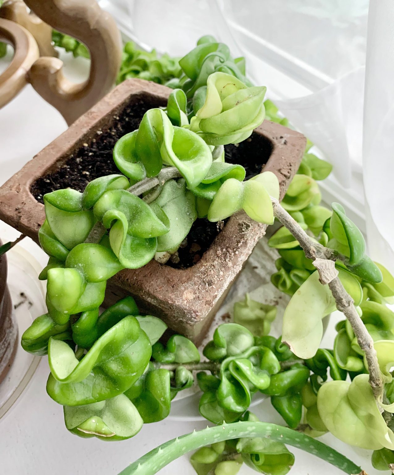 hoya-carnosa-compacta-care-and-propagation-sprouts-and-stems