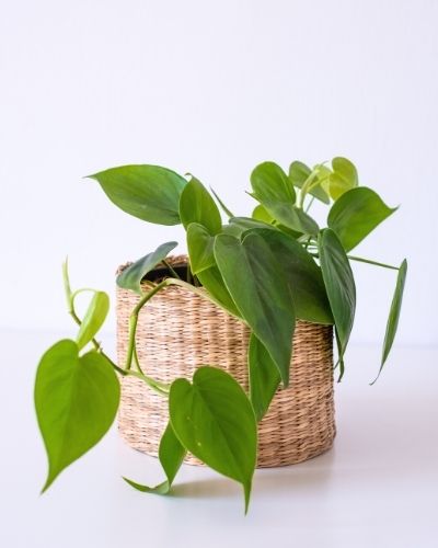 philodendron care