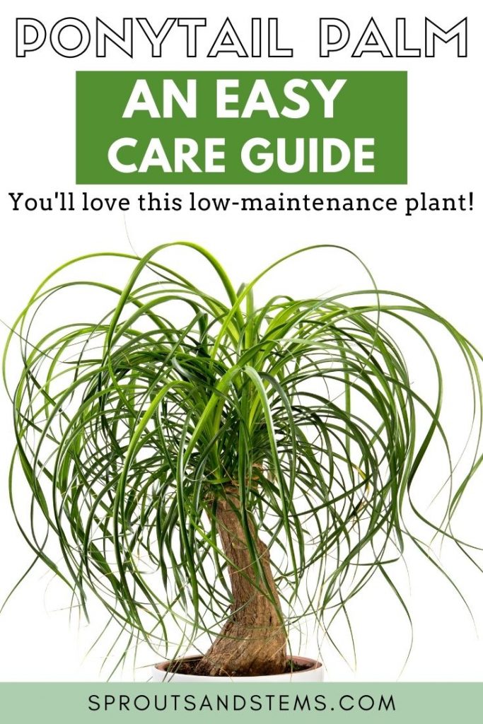 How to Care for Your Ponytail Palm | Sprouts and Stems