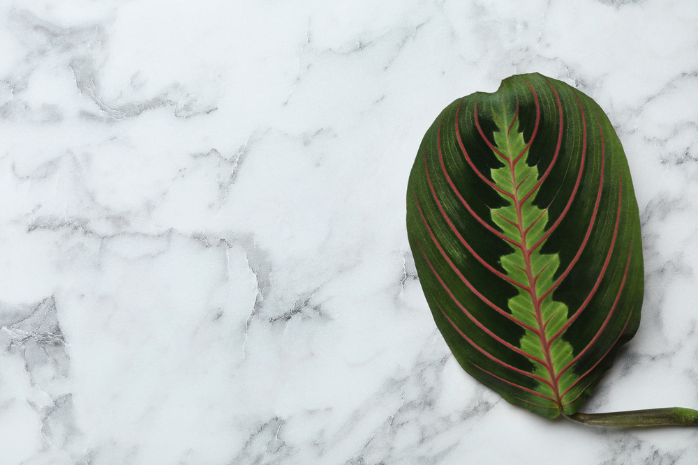 single prayer plant leaf on a table