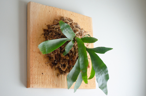 staghorn fern mounted on a wall