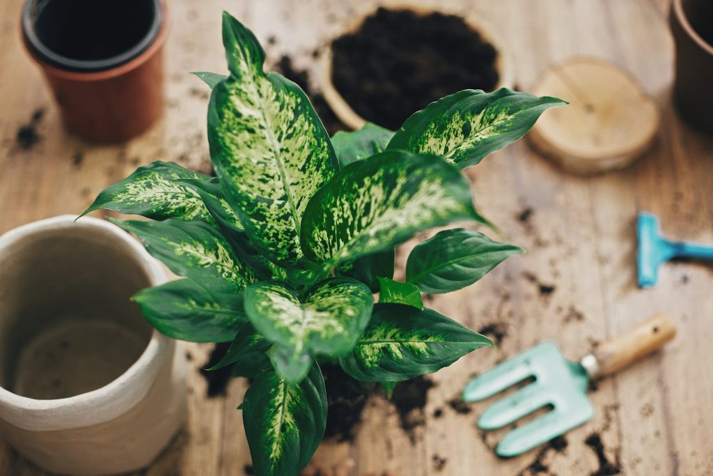 Dieffenbachia Dumb Cane Care And Propagation Sprouts And Stems 8082