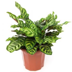 Calathea Care and Propagation | Sprouts and Stems