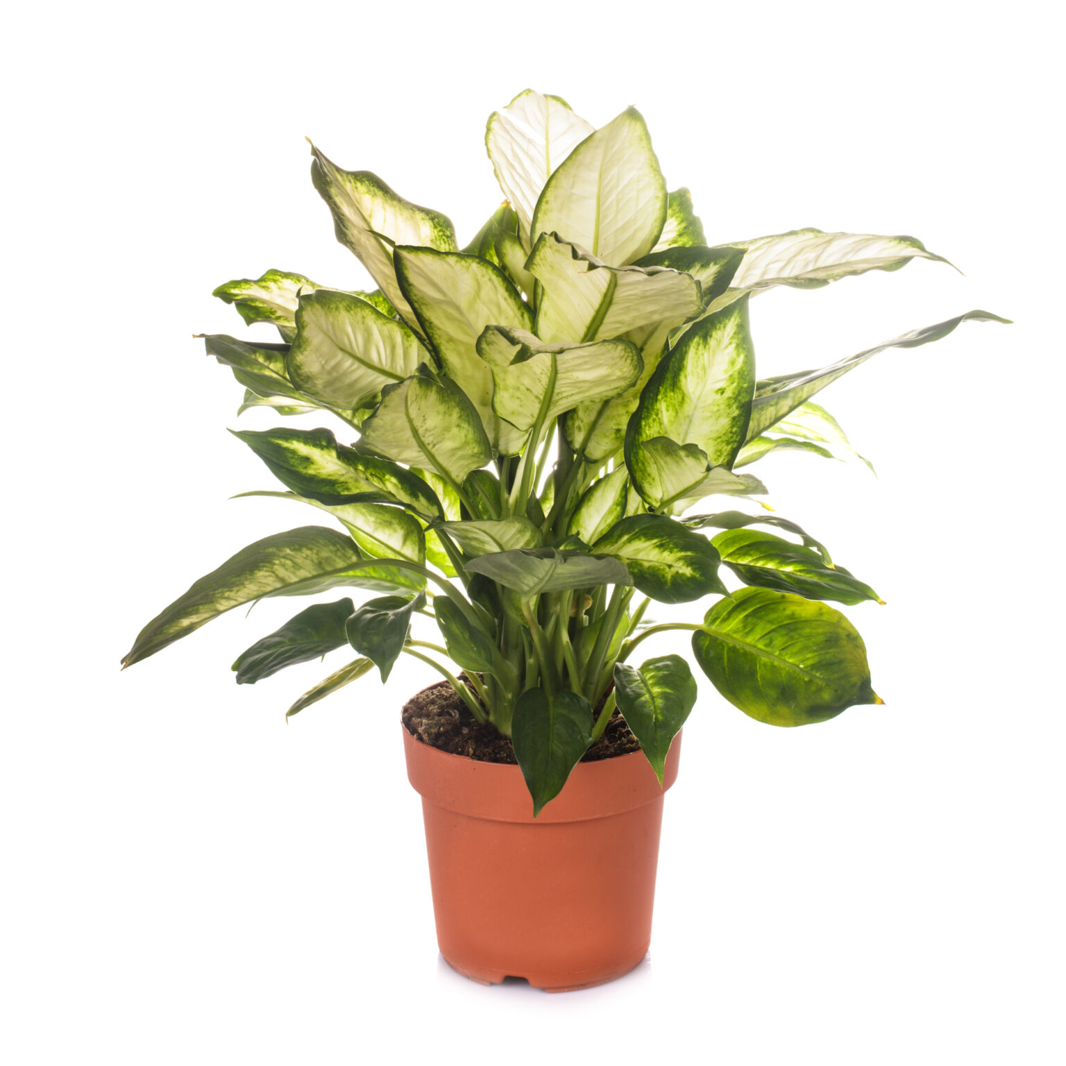 Dieffenbachia (Dumb Cane) Care and Propagation | Sprouts and Stems