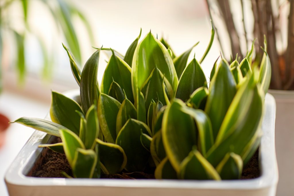sansevieria trifasciata futura Sansevieria Futura Superba: Best Bedroom Snake Plant main image 0