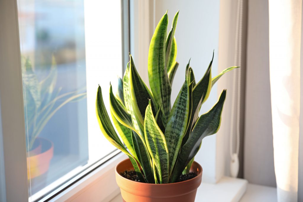 snake plant in front of a window