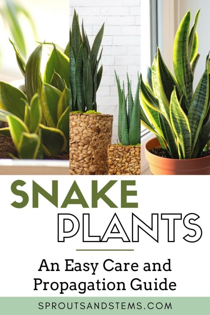 Snake Plant Care and Propagation | Sprouts and Stems