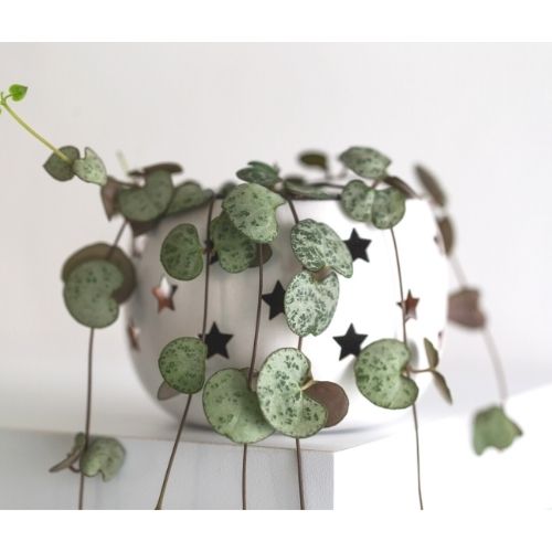 string of hearts plant on a table