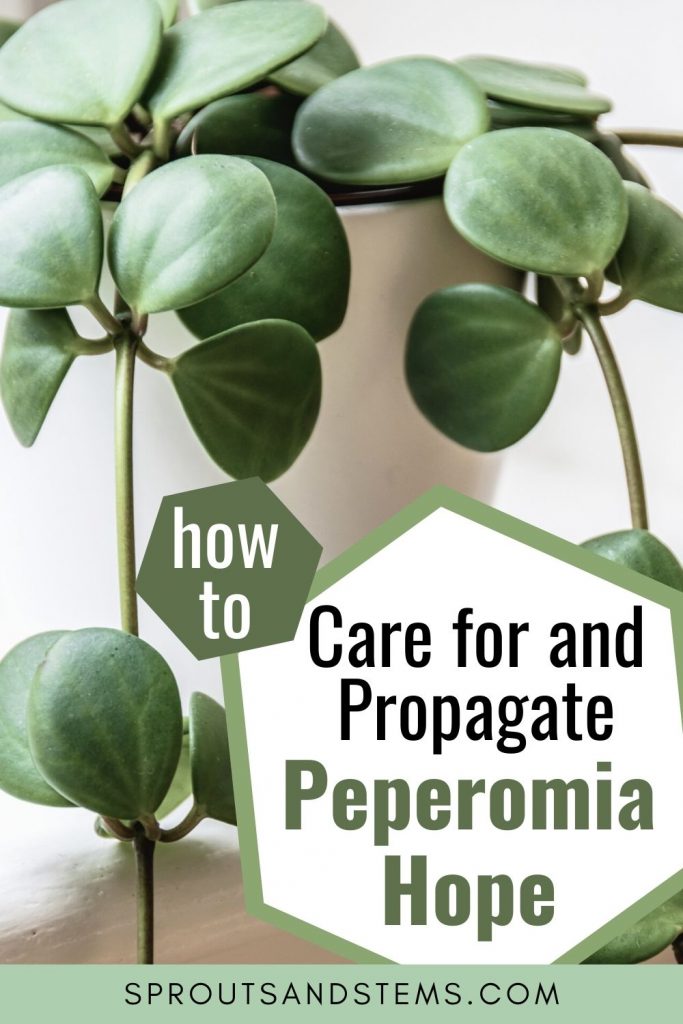 Peperomia Hope Care, Propagation, and More Sprouts and Stems
