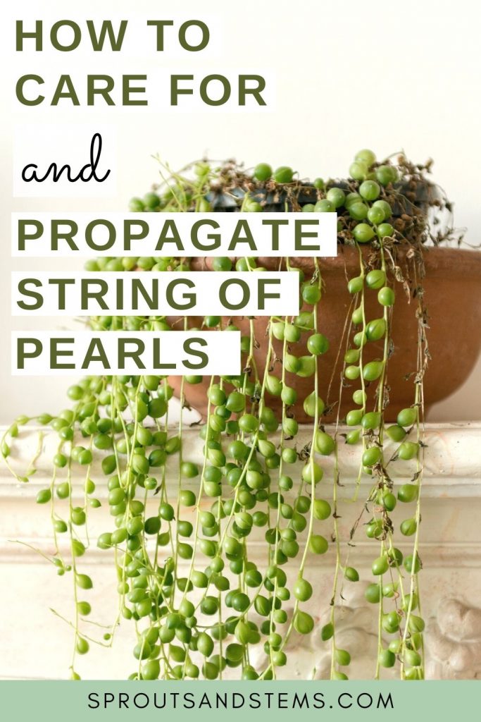 String of Pearls Care and Propagation Sprouts and Stems