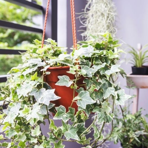common ivy plant in hanging basket