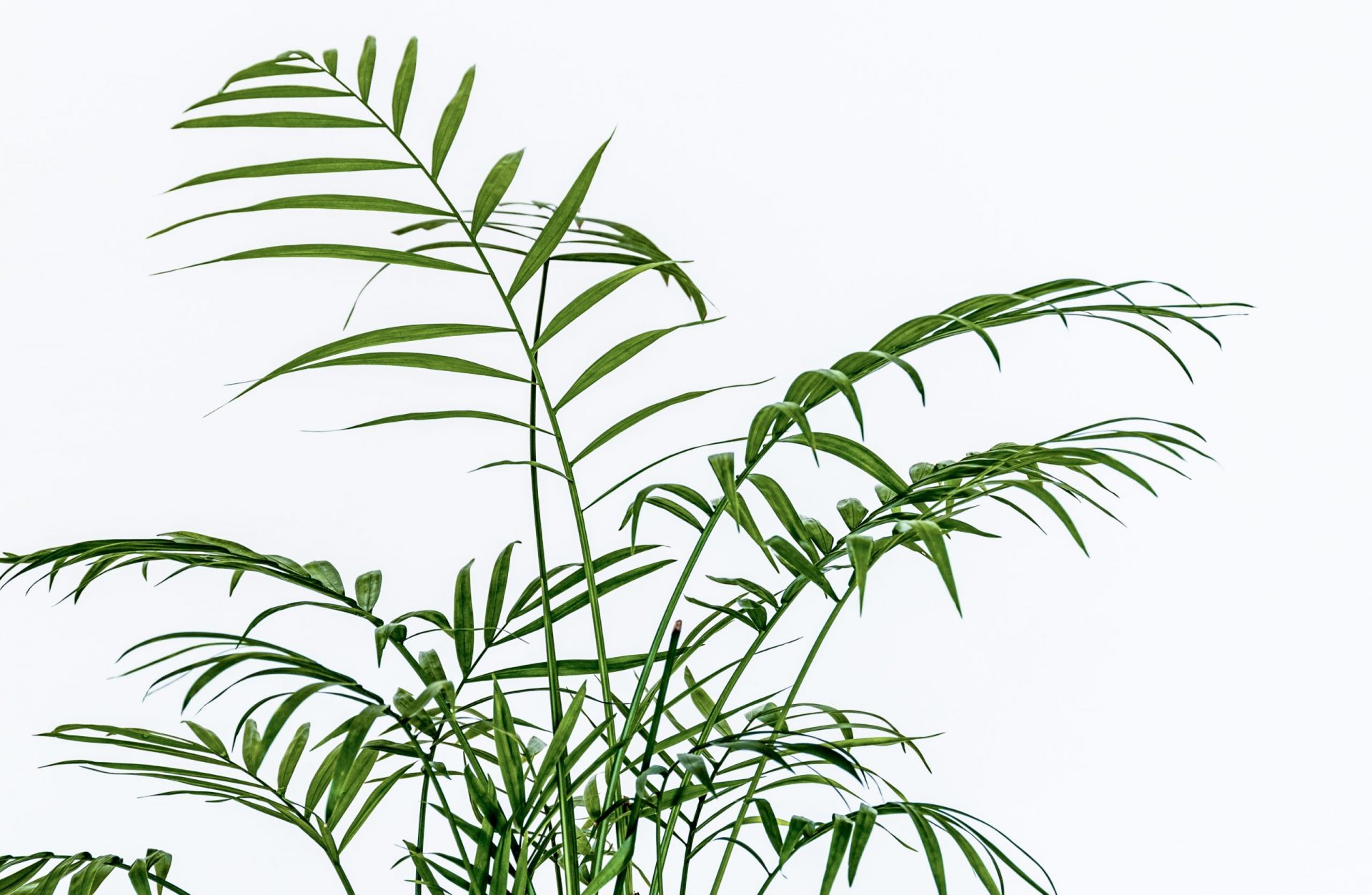 How To Care For And Propagate A Parlor Palm Sprouts And Stems