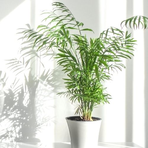 Parlor palm plant