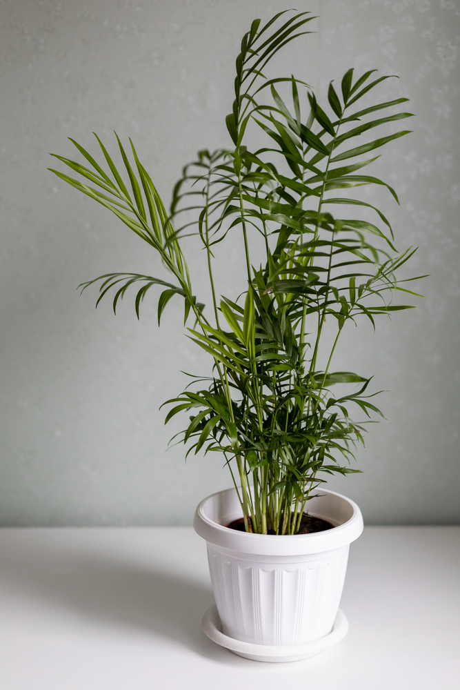 How to Care for and Propagate a Parlor Palm Sprouts and Stems