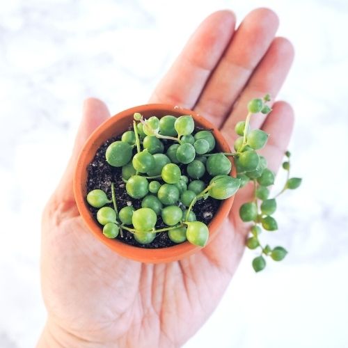 String of Pearls Care and Propagation Sprouts and Stems