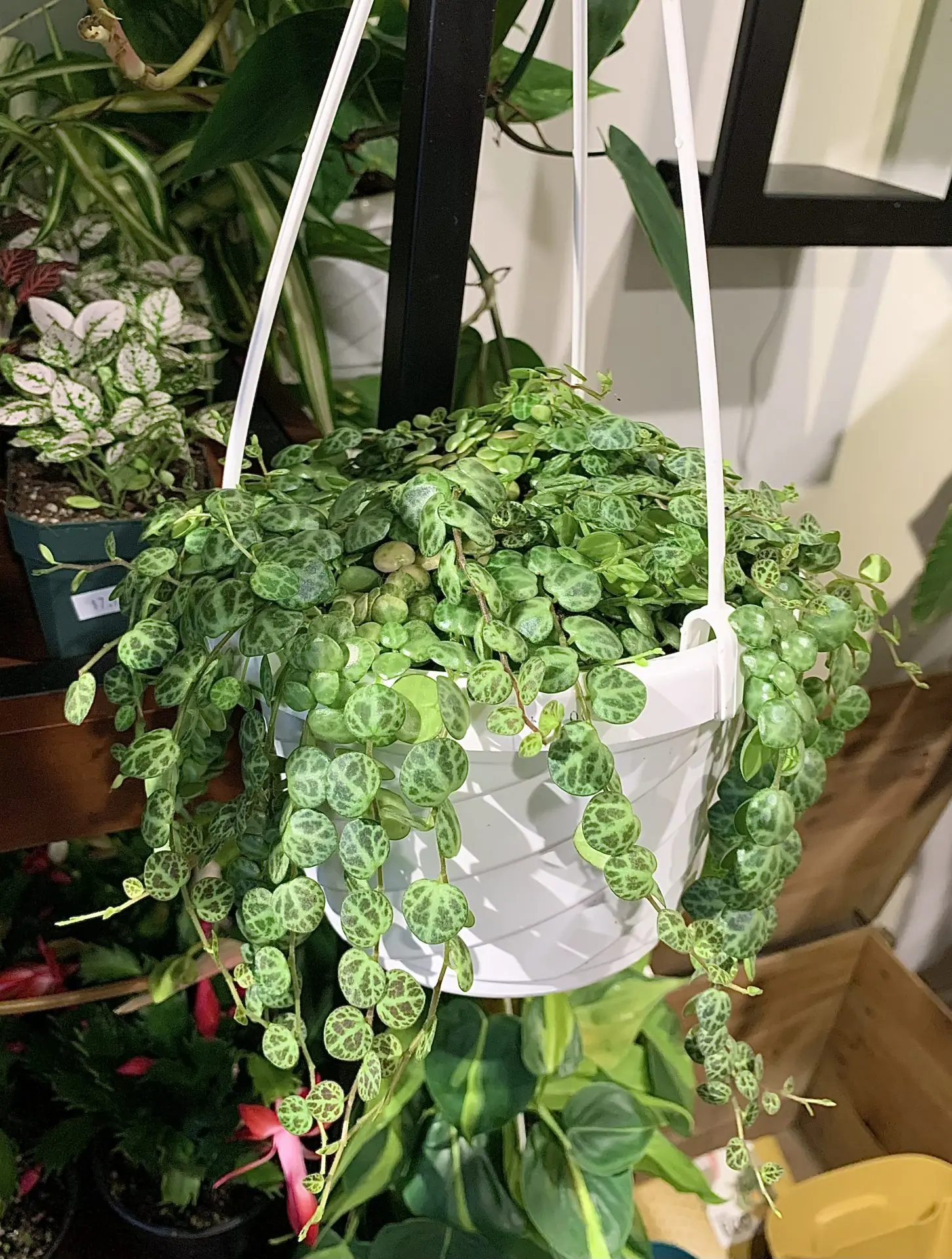 String of Turtles Care and Propagation What You MUST Know!