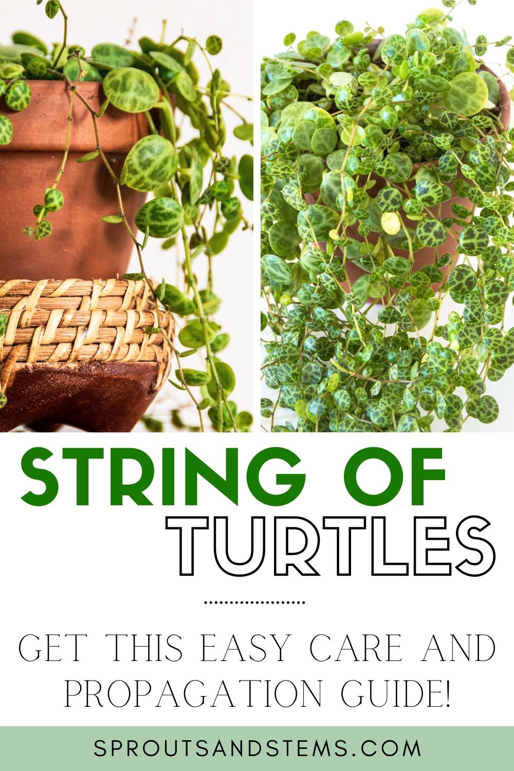 String of Turtles Care and Propagation: What You MUST Know!