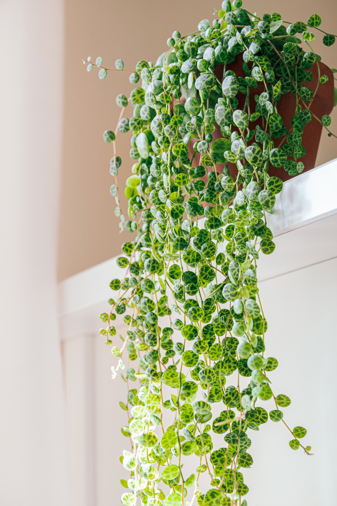string of turtles plant cascading down a shelf