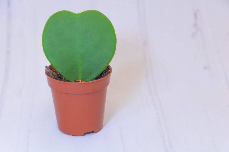 How to Care for and Propagate Hoya Kerrii (the Sweetheart Hoya!)