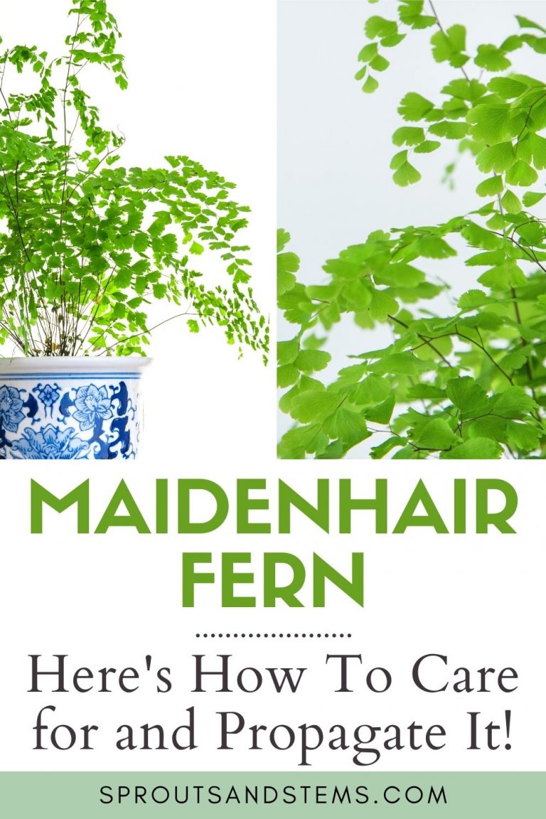 Maidenhair Fern Care and Propagation | Sprouts and Stems