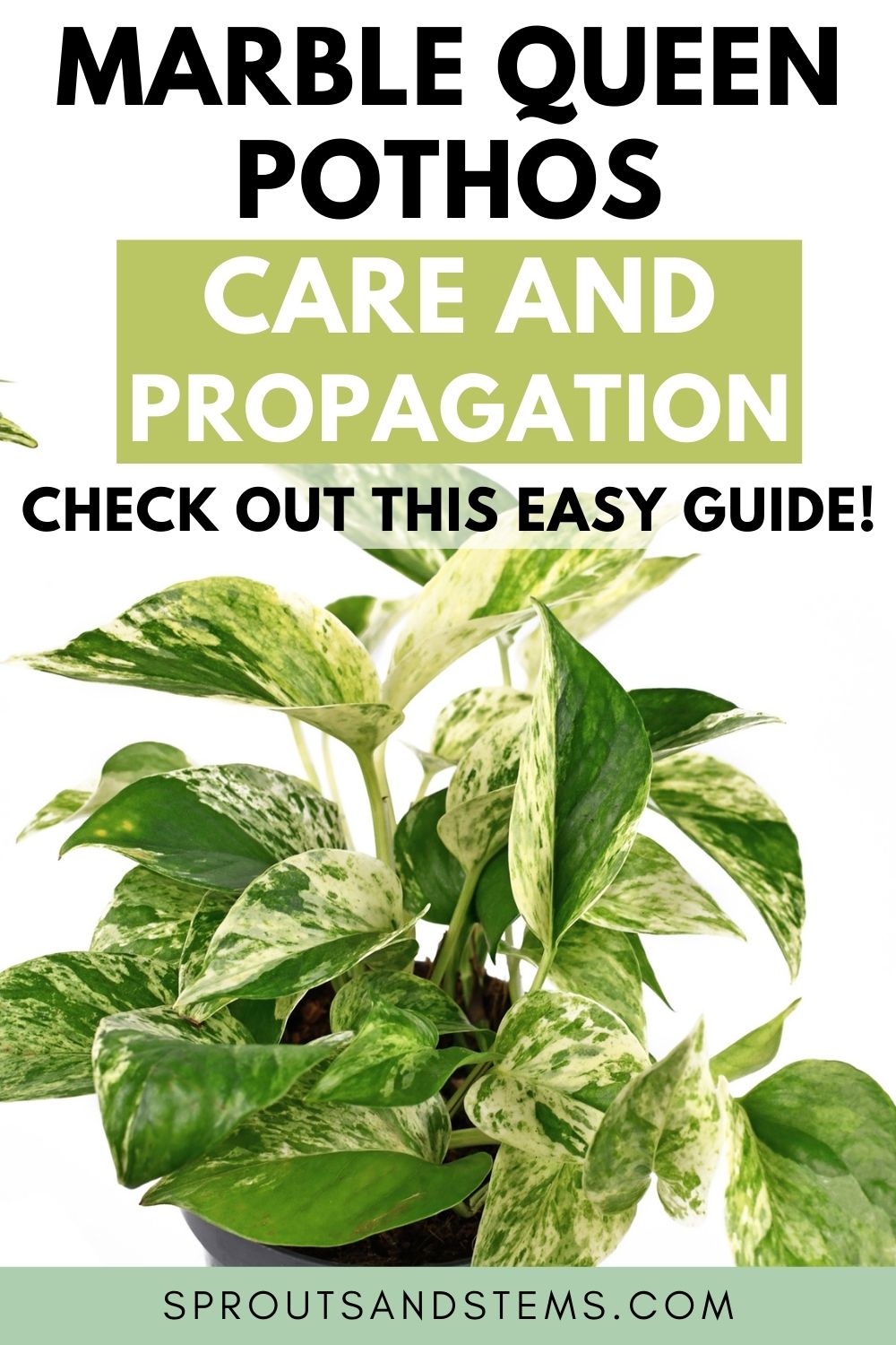 Marble Queen Pothos How to Care for and Propagate the Queen!
