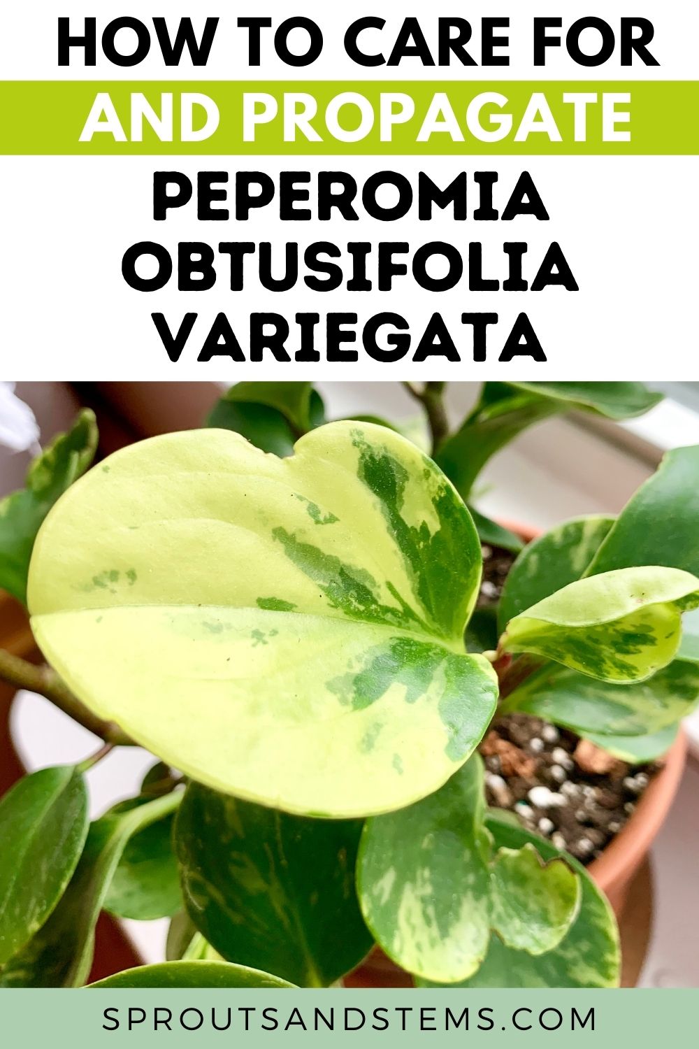 How to Care for and Propagate Peperomia Obtusifolia | Sprouts and Stems