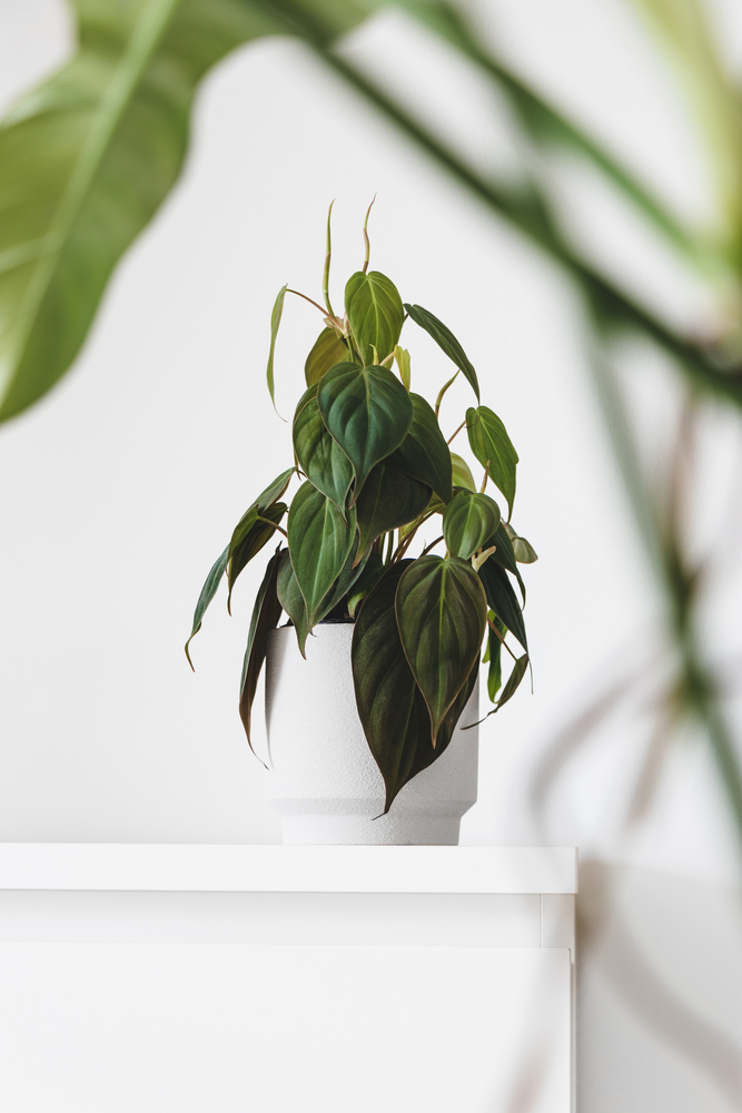 philodendron micans potted plant on a white table
