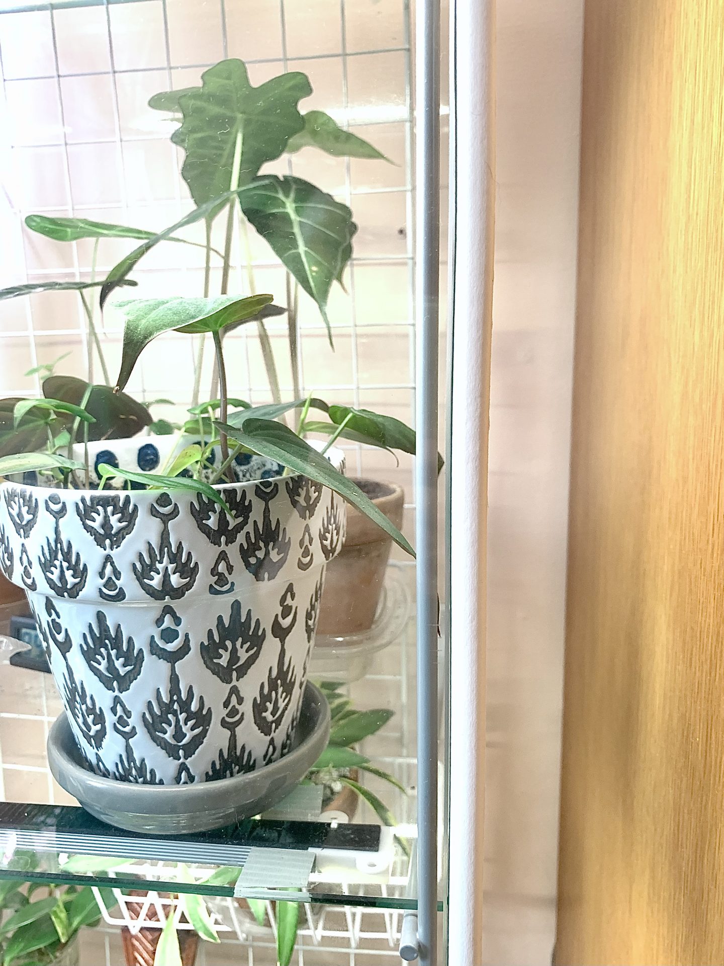 Ikea Greenhouse Hack Sprouts and Stems