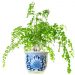 Maidenhair Fern Care and Propagation | Sprouts and Stems