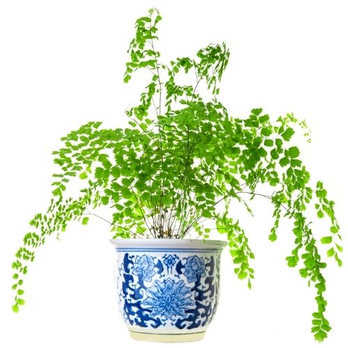 maidenhair fern plant in pot