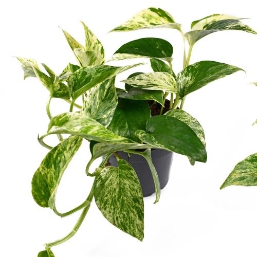 Marble Queen Pothos: How to Care for and Propagate the Queen!