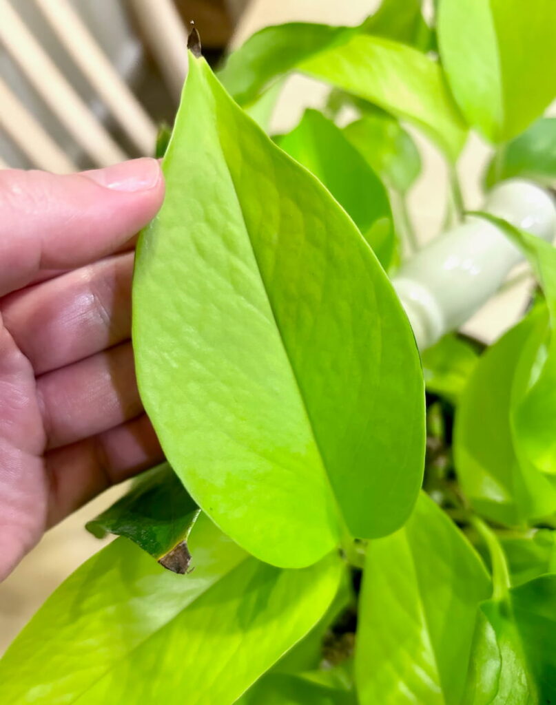 close up of a neon pothos leaf