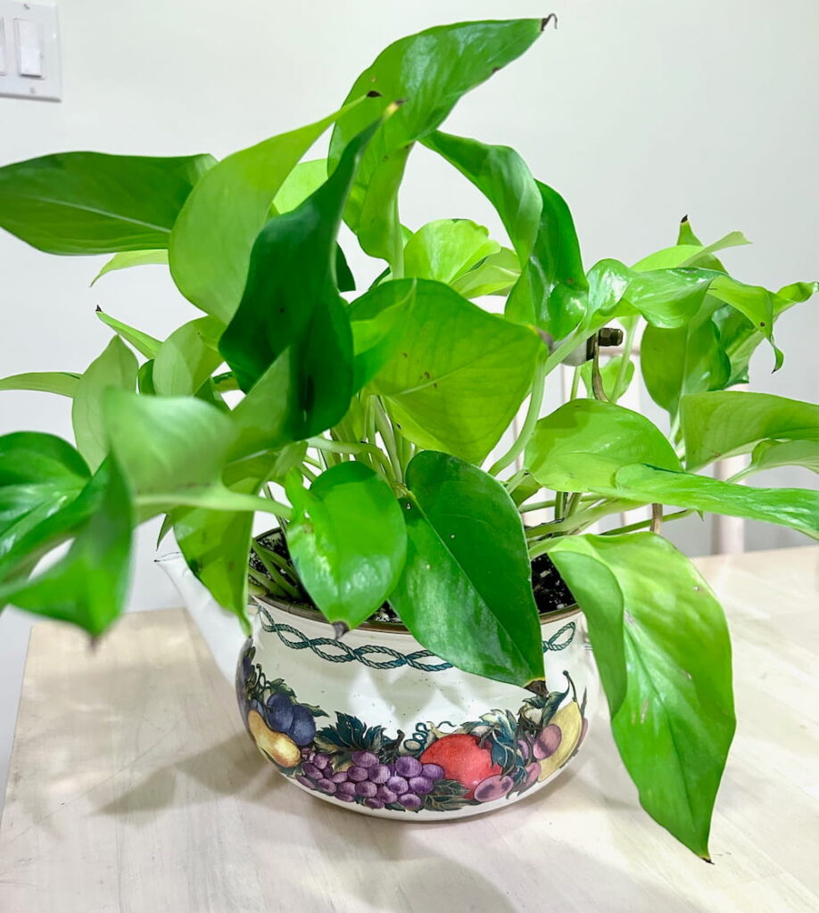 Neon pothos plant on a table