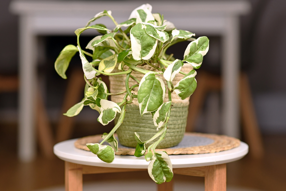 njoy pothos potted plant on a table