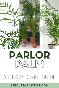 How to Care for and Propagate a Parlor Palm | Sprouts and Stems