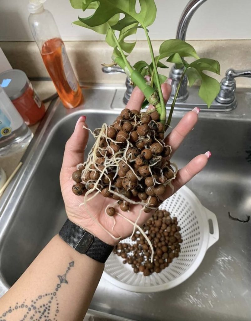 LECA Preparation Guide - What you need to know before transitioning a plant  to LECA — LECA Addict