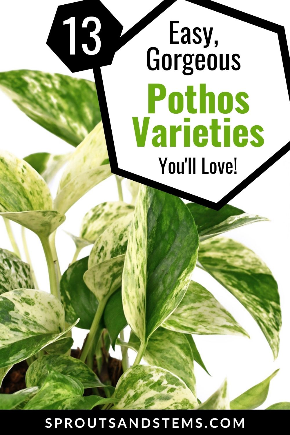 13 Pothos Varieties That You Can Easily Care For | Sprouts and Stems