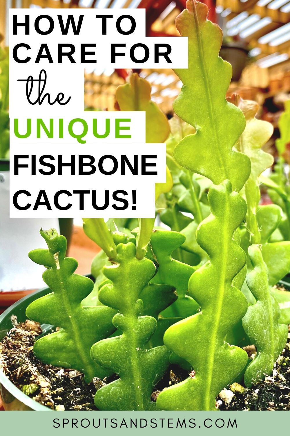 Easy Fishbone Cactus Care and Propagation | Sprouts and Stems