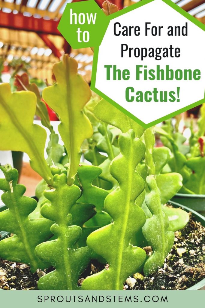 Fishbone cactus cuttings