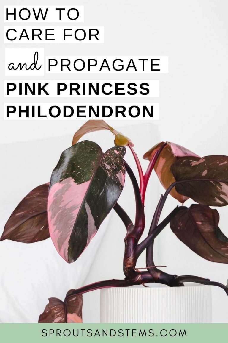 Pink Princess Philodendron Care and Propagation Sprouts and Stems